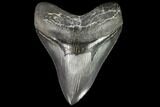 Serrated, Fossil Megalodon Tooth - Georgia #110925-1